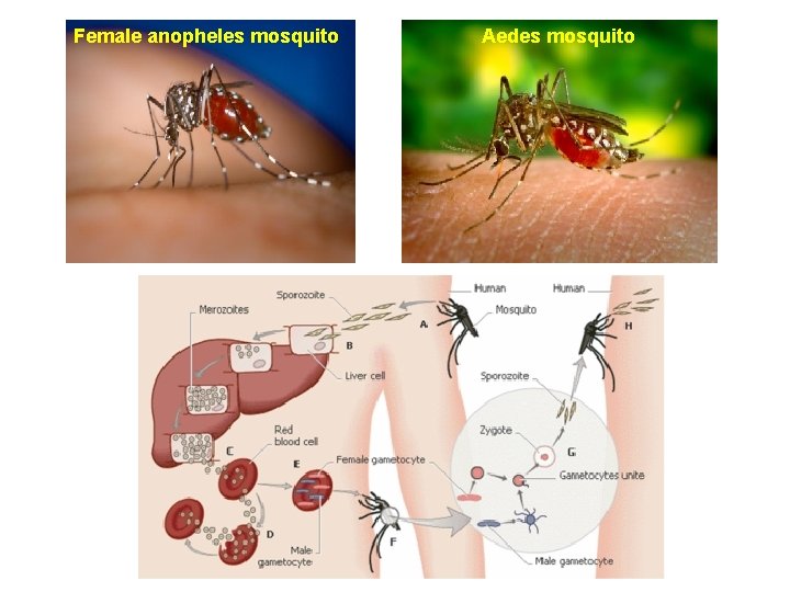 Female anopheles mosquito Aedes mosquito 