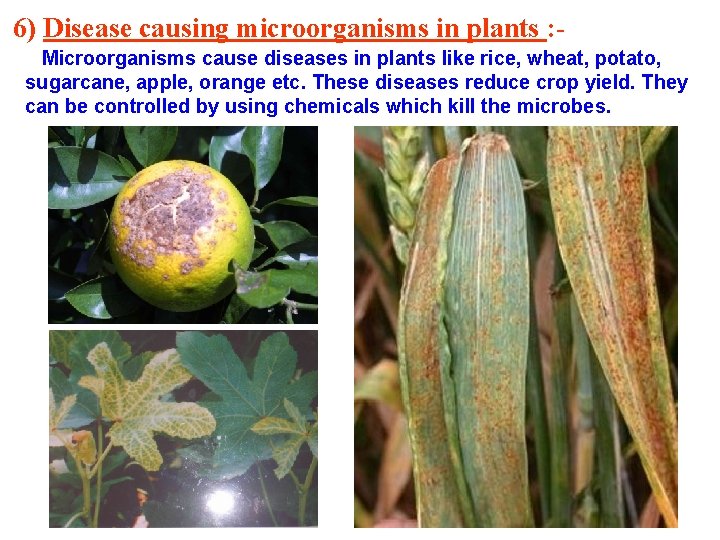 6) Disease causing microorganisms in plants : Microorganisms cause diseases in plants like rice,