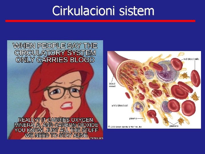 Cirkulacioni sistem 