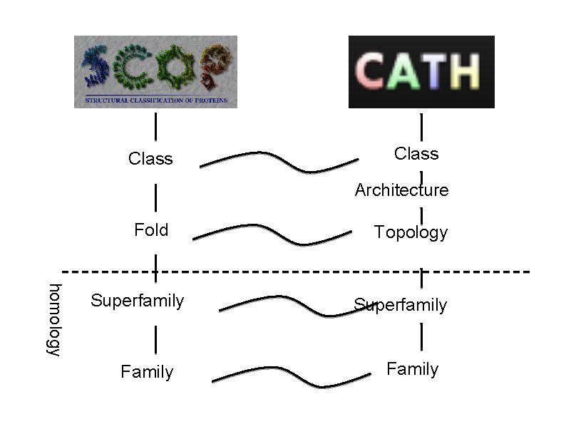 Class Architecture Fold homology Superfamily Family Topology Superfamily Family 
