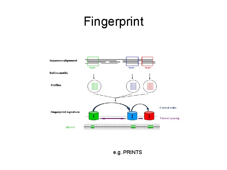 Fingerprint e. g. PRINTS 