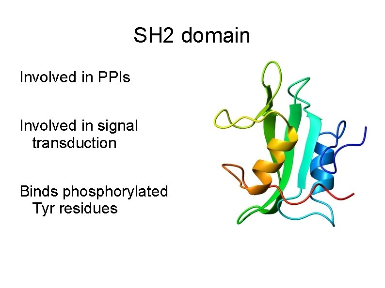 SH 2 domain Involved in PPIs Involved in signal transduction Binds phosphorylated Tyr residues