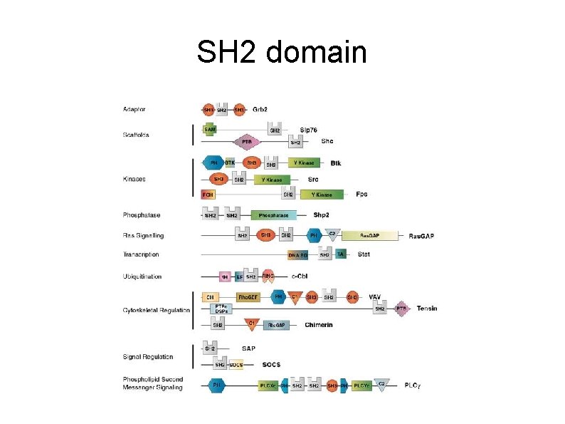 SH 2 domain 