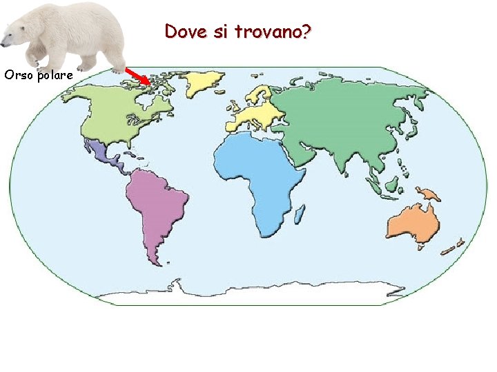 Dove si trovano? Orso polare 