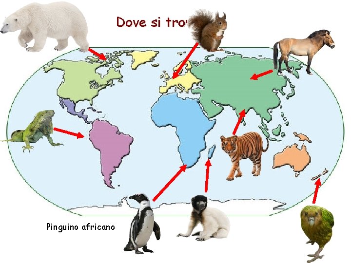 Dove si trovano? Pinguino africano 