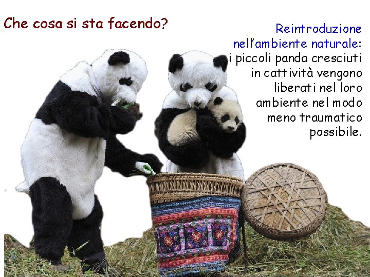 Che cosa si sta facendo? Reintroduzione nell’ambiente naturale: i piccoli panda cresciuti in cattività