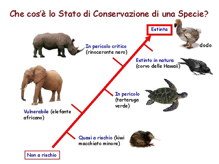 Che cos’è lo Stato di Conservazione di una Specie? Estinta dodo In pericolo critico