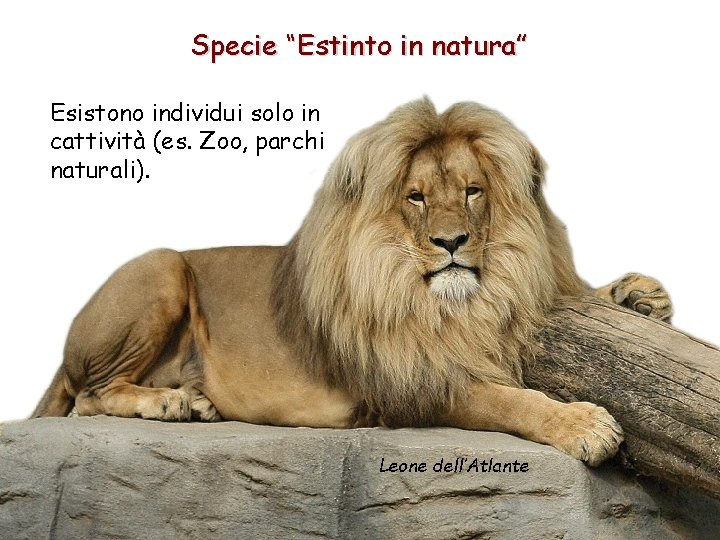 Specie “Estinto in natura” Esistono individui solo in cattività (es. Zoo, parchi naturali). Leone