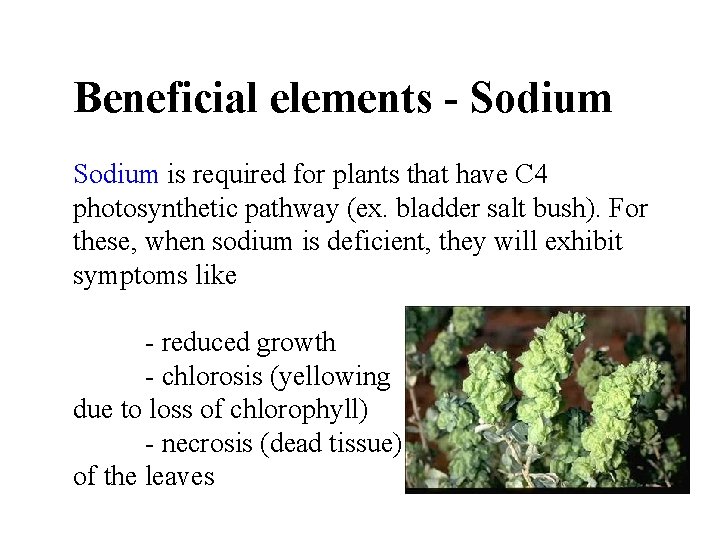 Beneficial elements - Sodium is required for plants that have C 4 photosynthetic pathway Beneficial elements - Sodium is required for plants that have C 4 photosynthetic pathway