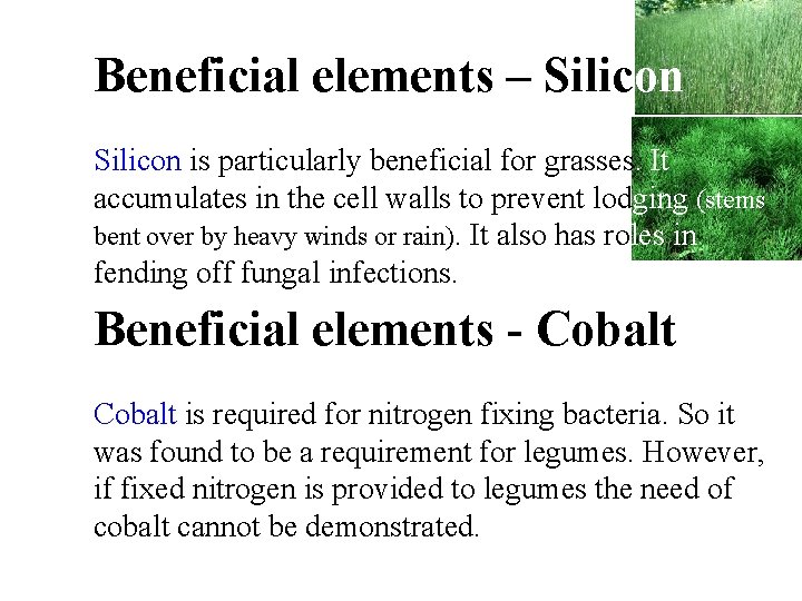 Beneficial elements – Silicon is particularly beneficial for grasses. It accumulates in the cell Beneficial elements – Silicon is particularly beneficial for grasses. It accumulates in the cell