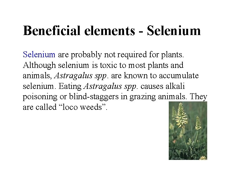 Beneficial elements - Selenium are probably not required for plants. Although selenium is toxic Beneficial elements - Selenium are probably not required for plants. Although selenium is toxic