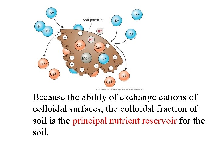 Because the ability of exchange cations of colloidal surfaces, the colloidal fraction of soil Because the ability of exchange cations of colloidal surfaces, the colloidal fraction of soil