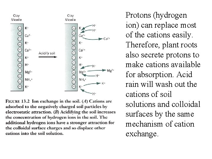 Protons (hydrogen ion) can replace most of the cations easily. Therefore, plant roots also Protons (hydrogen ion) can replace most of the cations easily. Therefore, plant roots also