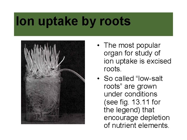 Ion uptake by roots • The most popular organ for study of ion uptake Ion uptake by roots • The most popular organ for study of ion uptake