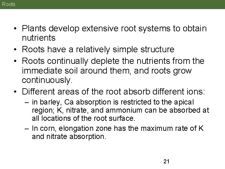 Roots • Plants develop extensive root systems to obtain nutrients • Roots have a Roots • Plants develop extensive root systems to obtain nutrients • Roots have a