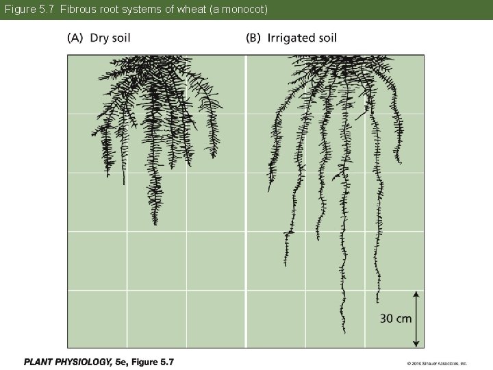 Figure 5. 7 Fibrous root systems of wheat (a monocot) 22 Figure 5. 7 Fibrous root systems of wheat (a monocot) 22