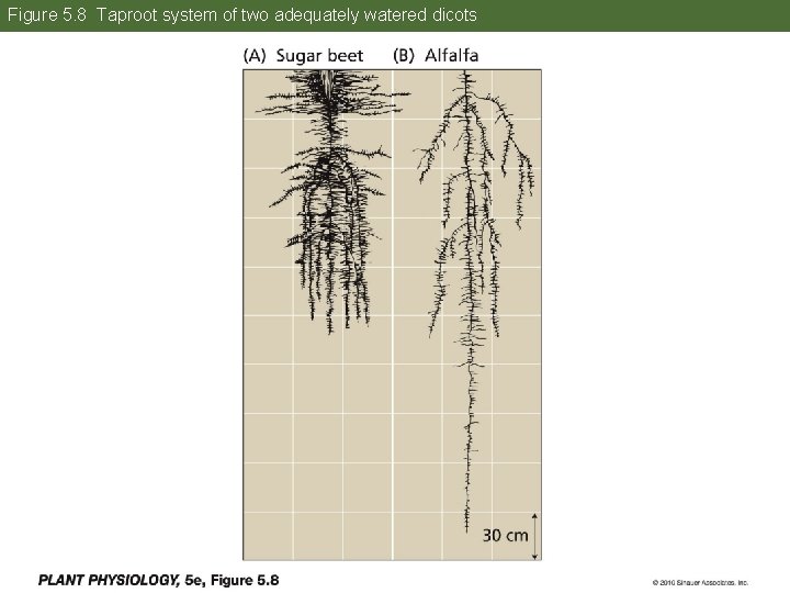 Figure 5. 8 Taproot system of two adequately watered dicots 23 Figure 5. 8 Taproot system of two adequately watered dicots 23