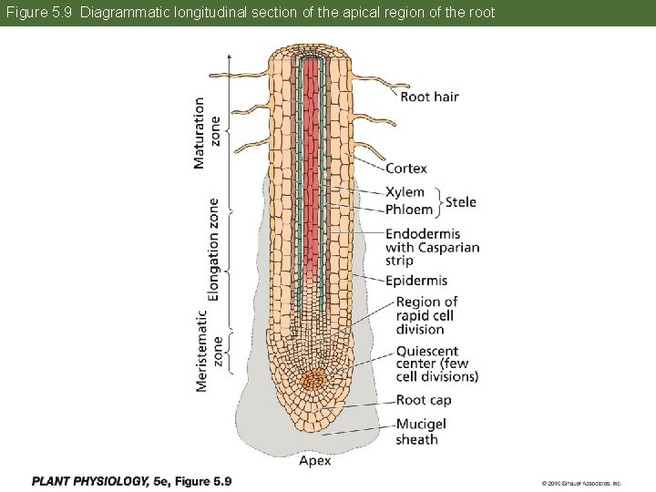 Figure 5. 9 Diagrammatic longitudinal section of the apical region of the root 25 Figure 5. 9 Diagrammatic longitudinal section of the apical region of the root 25