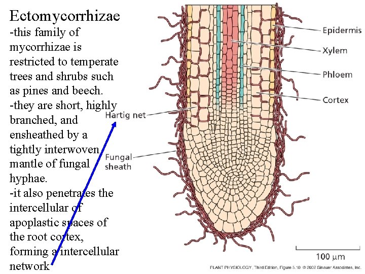 Ectomycorrhizae -this family of mycorrhizae is restricted to temperate trees and shrubs such as Ectomycorrhizae -this family of mycorrhizae is restricted to temperate trees and shrubs such as