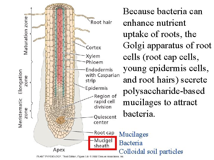 Because bacteria can enhance nutrient uptake of roots, the Golgi apparatus of root cells Because bacteria can enhance nutrient uptake of roots, the Golgi apparatus of root cells
