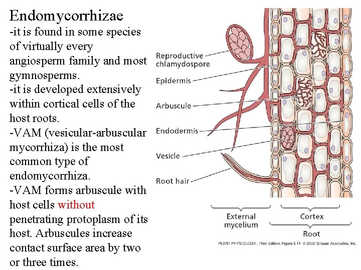 Endomycorrhizae -it is found in some species of virtually every angiosperm family and most Endomycorrhizae -it is found in some species of virtually every angiosperm family and most