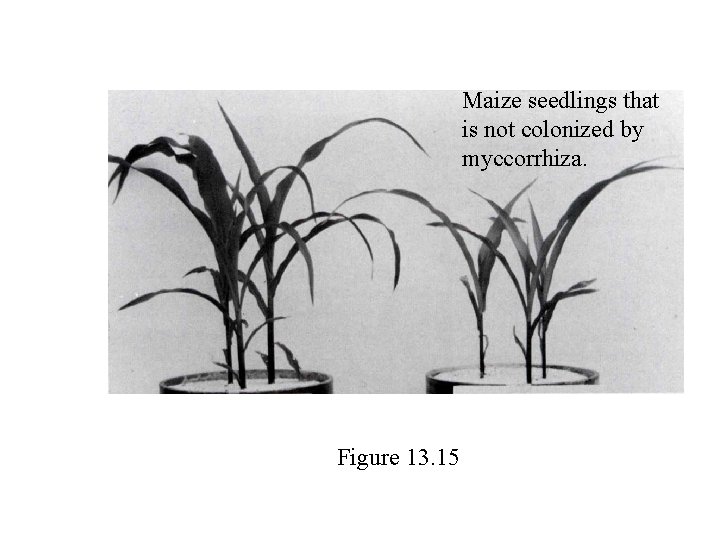Maize seedlings that is not colonized by myccorrhiza. Figure 13. 15 Maize seedlings that is not colonized by myccorrhiza. Figure 13. 15