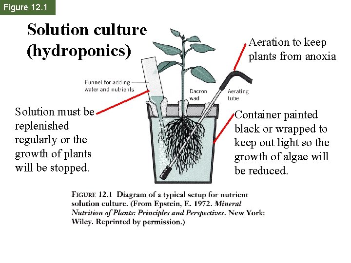 Figure 12. 1 Solution culture (hydroponics) Solution must be replenished regularly or the growth Figure 12. 1 Solution culture (hydroponics) Solution must be replenished regularly or the growth