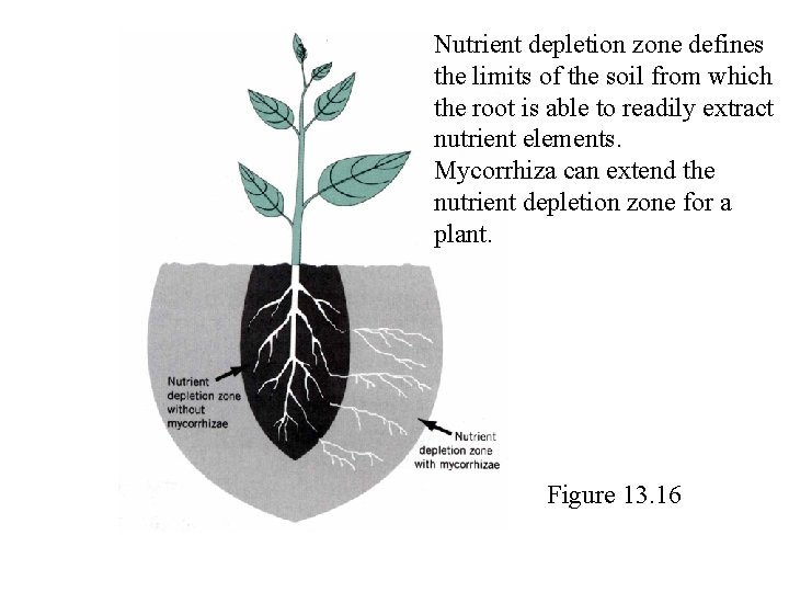 Nutrient depletion zone defines the limits of the soil from which the root is Nutrient depletion zone defines the limits of the soil from which the root is