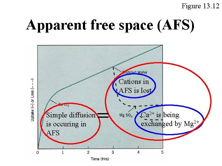 Figure 13. 12 Apparent free space (AFS) Cations in AFS is lost Simple diffusion Figure 13. 12 Apparent free space (AFS) Cations in AFS is lost Simple diffusion