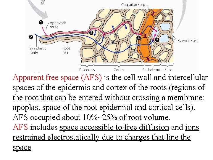 Apparent free space (AFS) is the cell wall and intercellular spaces of the epidermis Apparent free space (AFS) is the cell wall and intercellular spaces of the epidermis