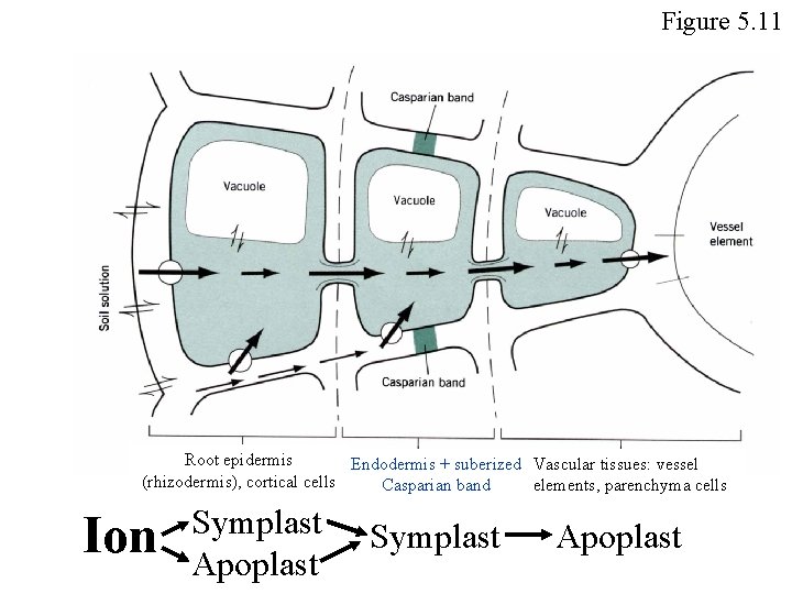 Figure 5. 11 Root epidermis Endodermis + suberized Vascular tissues: vessel (rhizodermis), cortical cells Figure 5. 11 Root epidermis Endodermis + suberized Vascular tissues: vessel (rhizodermis), cortical cells