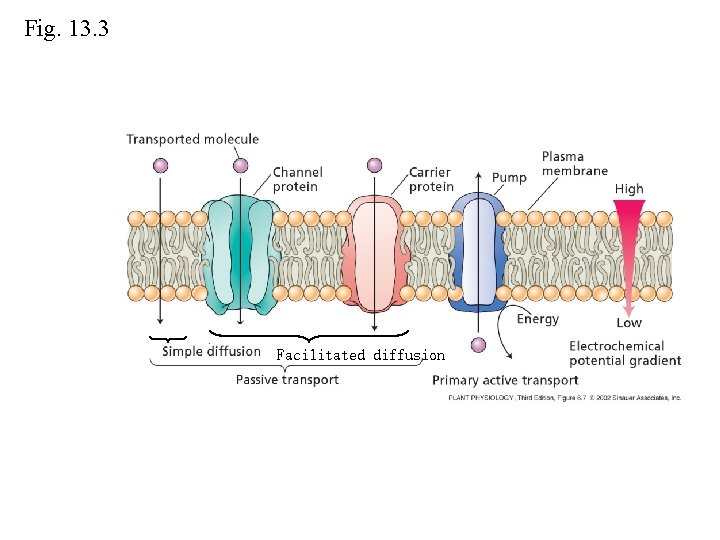 Fig. 13. 3 Facilitated diffusion Fig. 13. 3 Facilitated diffusion