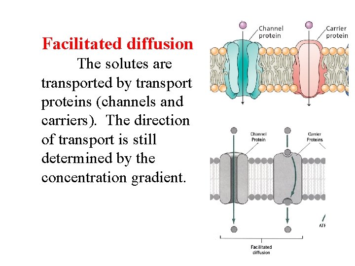 Facilitated diffusion The solutes are transported by transport proteins (channels and carriers). The direction Facilitated diffusion The solutes are transported by transport proteins (channels and carriers). The direction