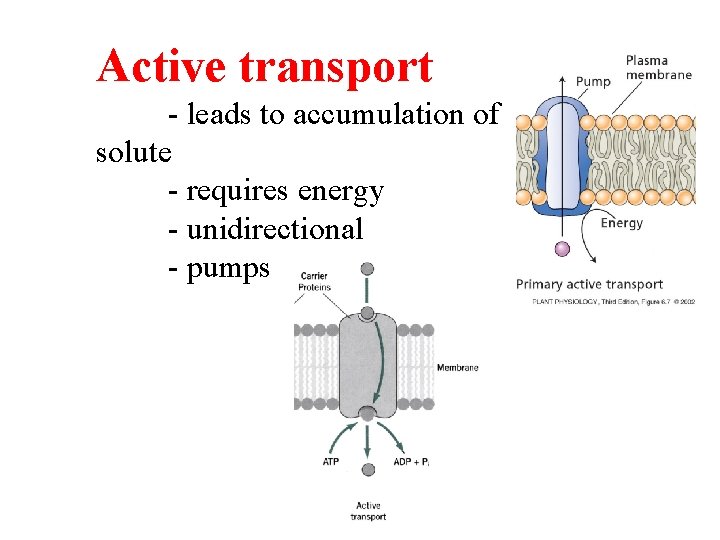 Active transport - leads to accumulation of solute - requires energy - unidirectional - Active transport - leads to accumulation of solute - requires energy - unidirectional -
