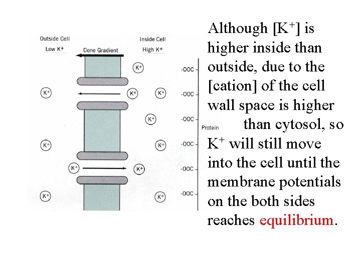Although [K+] is higher inside than outside, due to the [cation] of the cell