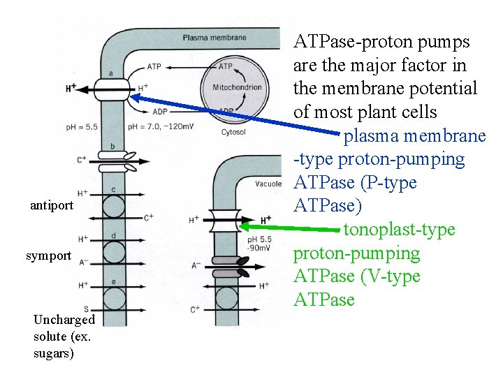 antiport symport Uncharged solute (ex. sugars) ATPase-proton pumps are the major factor in the antiport symport Uncharged solute (ex. sugars) ATPase-proton pumps are the major factor in the