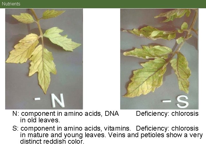 Nutrients N: component in amino acids, DNA Deficiency: chlorosis in old leaves. S: component Nutrients N: component in amino acids, DNA Deficiency: chlorosis in old leaves. S: component