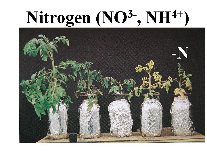 Nitrogen 3(NO , 4+ NH ) -N Nitrogen 3(NO , 4+ NH ) -N
