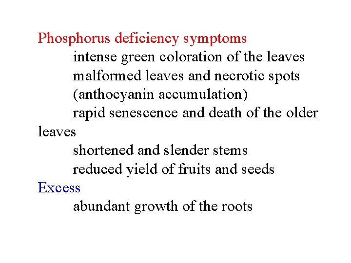 Phosphorus deficiency symptoms intense green coloration of the leaves malformed leaves and necrotic spots Phosphorus deficiency symptoms intense green coloration of the leaves malformed leaves and necrotic spots