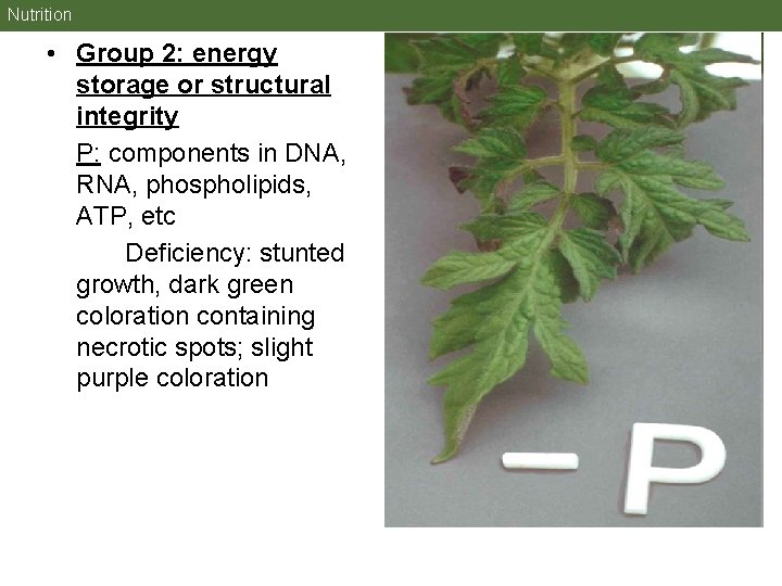 Nutrition • Group 2: energy storage or structural integrity P: components in DNA, RNA, Nutrition • Group 2: energy storage or structural integrity P: components in DNA, RNA,