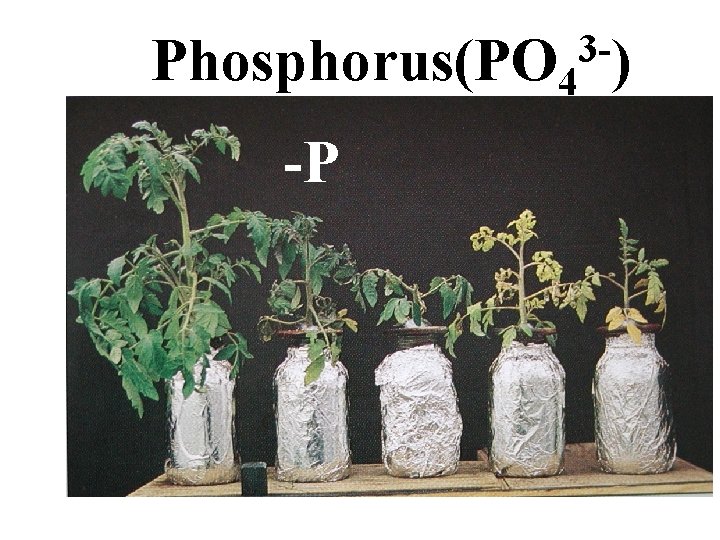3 Phosphorus(PO 4 ) -P 3 Phosphorus(PO 4 ) -P