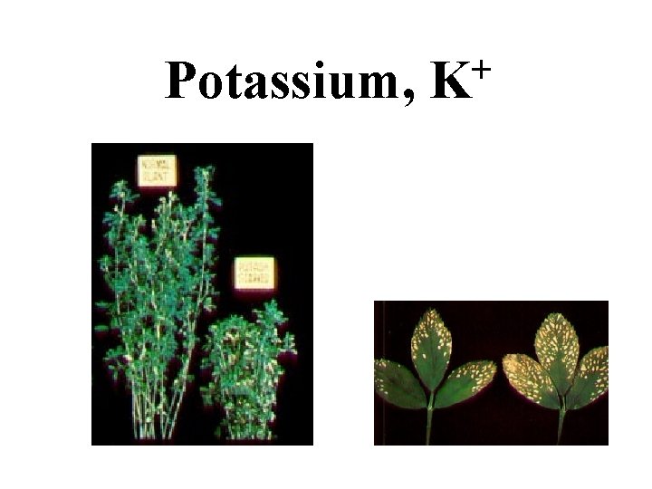 Potassium, + K Potassium, + K