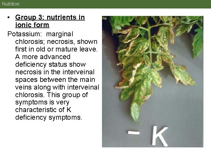 Nutrition • Group 3: nutrients in ionic form Potassium: marginal chlorosis; necrosis, shown first Nutrition • Group 3: nutrients in ionic form Potassium: marginal chlorosis; necrosis, shown first