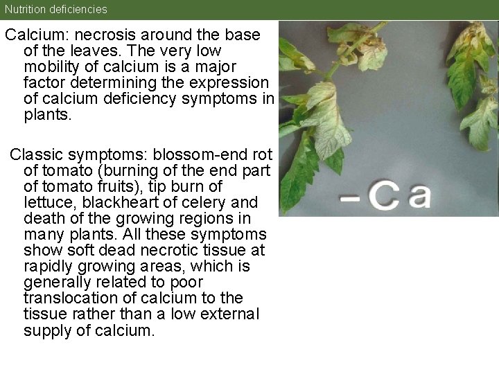 Nutrition deficiencies Calcium: necrosis around the base of the leaves. The very low mobility Nutrition deficiencies Calcium: necrosis around the base of the leaves. The very low mobility