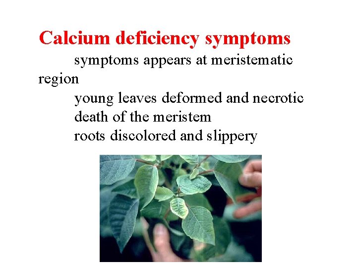 Calcium deficiency symptoms appears at meristematic region young leaves deformed and necrotic death of Calcium deficiency symptoms appears at meristematic region young leaves deformed and necrotic death of