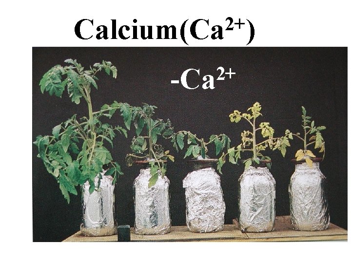 2+ Calcium(Ca ) 2+ -Ca 2+ Calcium(Ca ) 2+ -Ca