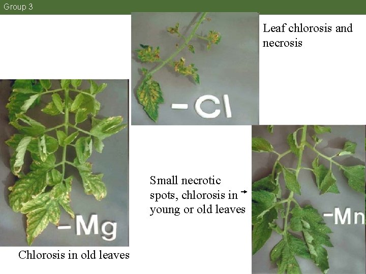 Group 3 Leaf chlorosis and necrosis Small necrotic spots, chlorosis in young or old Group 3 Leaf chlorosis and necrosis Small necrotic spots, chlorosis in young or old