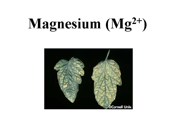 Magnesium 2+ (Mg ) Magnesium 2+ (Mg )