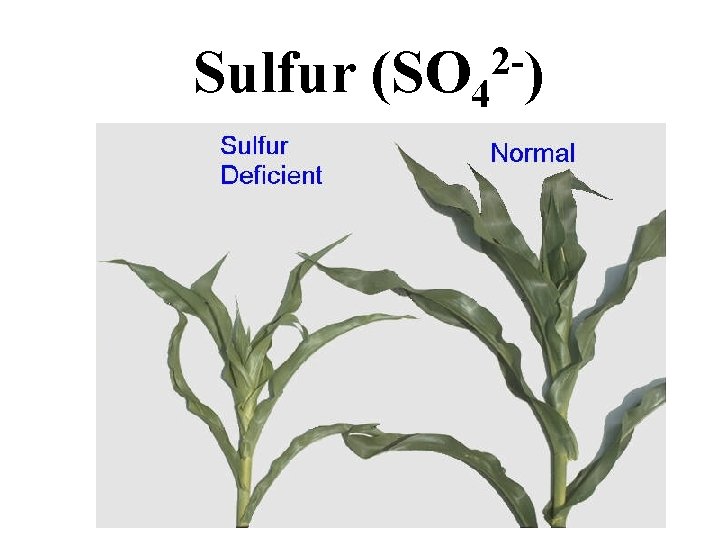 Sulfur 2(SO 4 ) Sulfur 2(SO 4 )