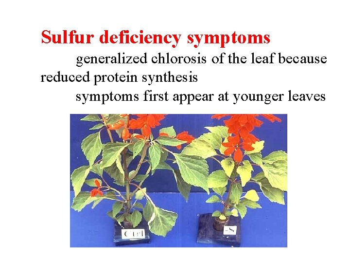 Sulfur deficiency symptoms generalized chlorosis of the leaf because reduced protein synthesis symptoms first Sulfur deficiency symptoms generalized chlorosis of the leaf because reduced protein synthesis symptoms first